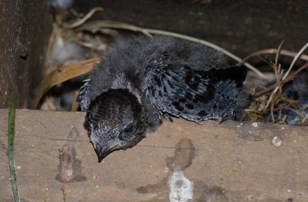 Earliest picture of young in nest. About 2 weeks old.