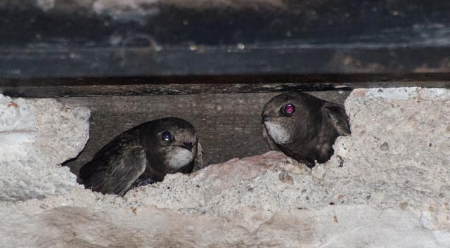Two parents at nest entrance