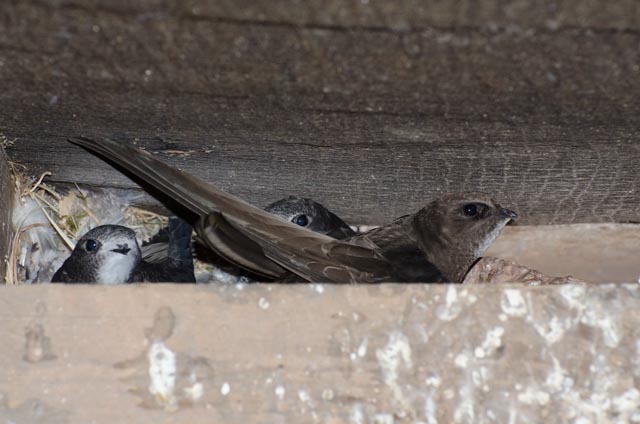 fifteen days later with parent