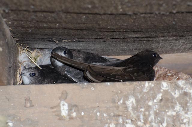 As above Fifteen days later with parent.