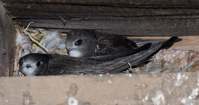 Seventeen days later