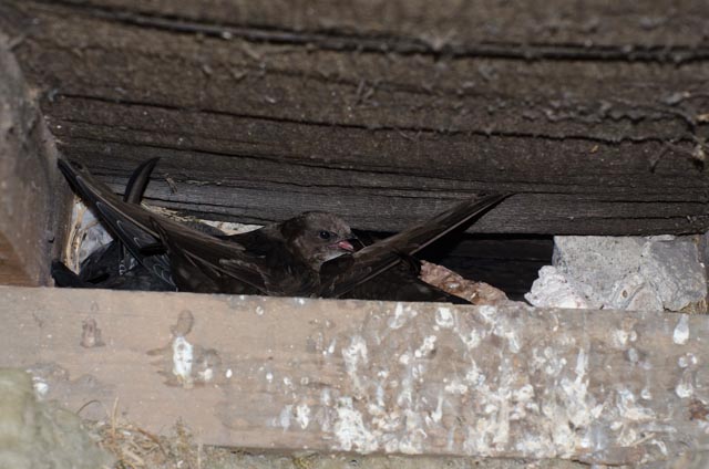 Twenty one days later