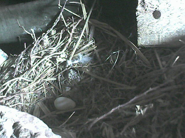 First egg on nest 27th May 2015.