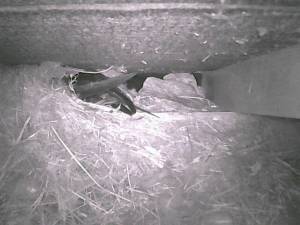 swift camera_2015_06_12_22_13_24